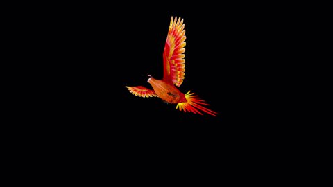 77 Real Phoenix Bird Stock Video Footage - 4K and HD Video Clips | Shutterstock 77 Real Phoenix Bird Stock Video Footage - 4K and HD Video Clips | Shutterstock