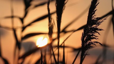 close-up of the reed in the wind against mountains at sunset