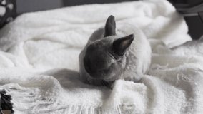 Funny cute gray bunny sitting on white blanket. Adorable pet, domestic animal. Easter rabbit at home, indoors concept