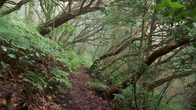 Walking path through magical misty green forest in Anaga Rural Park rainforest, Tenerife island, Spain. Fern bushes and swirling trees in fog on canary islands. Foggy green forest with rich flora in - Powered by Shutterstock - Get 15% off with code: PIKWIZARD15