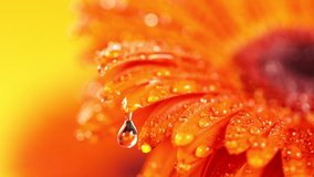 Super slow motion of falling drop of water on colored gerbera blossom. Filmed on high speed cinema camera, 1000 fps. Macro shot. - Powered by Shutterstock - Get 15% off with code: PIKWIZARD15