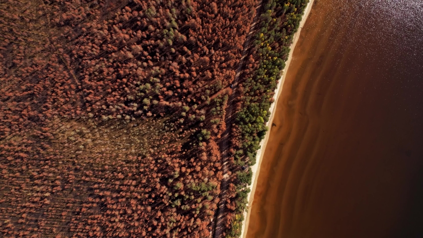 Burnt forest on the shore of the lake. Aerial view of withered orange landscape. Hot summer days. Drought in nature. Burnt pine branches and foliage. Forest after the fire. From above view