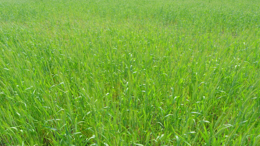 Young wheat ear. Green field of early wheat. Bautiful green wheat field agricultural farm concept. Slow motion.