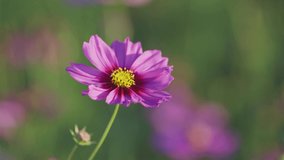 Video footage 4K. Beautiful cosmos flowers blooming in garden. Colorful cosmos flowers in spring morning and blue sky. Cosmos flowers at the farm in sunrise in the morning. Wallpaper canvas background