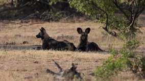 Wild dogs resting after a successful hunt
