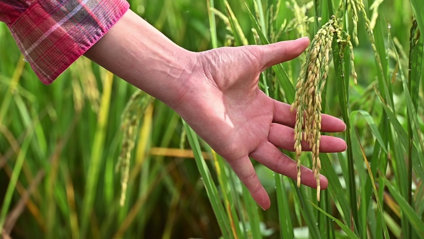 Close up of farmer hand holding and touching seed heads of Oryza sativa (or Asian rice) in agriculture field. 
