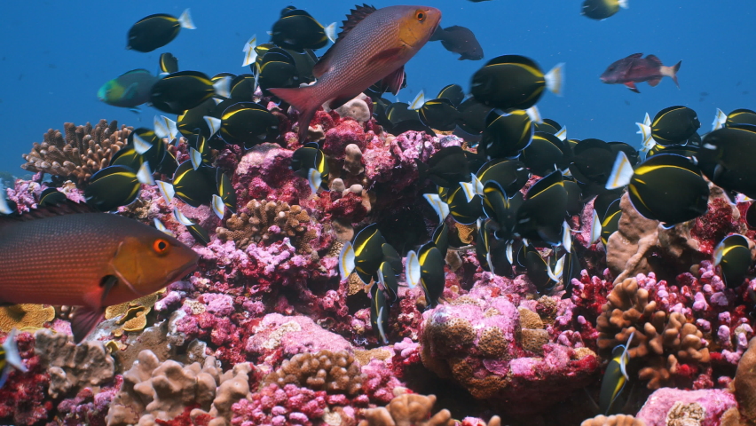 Huge school of tropical fish feeding on colourful coral reef Royalty-Free Stock Footage #1097819551