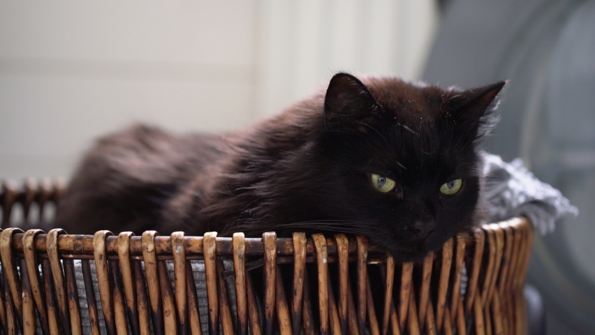 Black cat laying down in wicker bathroom basket. Lazy domestic pet resting indoors. 