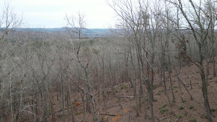 Winter forest scene of Morrow Mountain landcape.