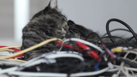 striped funny cat sits among a pile of wires. Little best friends. Happy domestic animals at home. cute cat is trying to unravel from computer cable. close up Shot video. Slow motion.