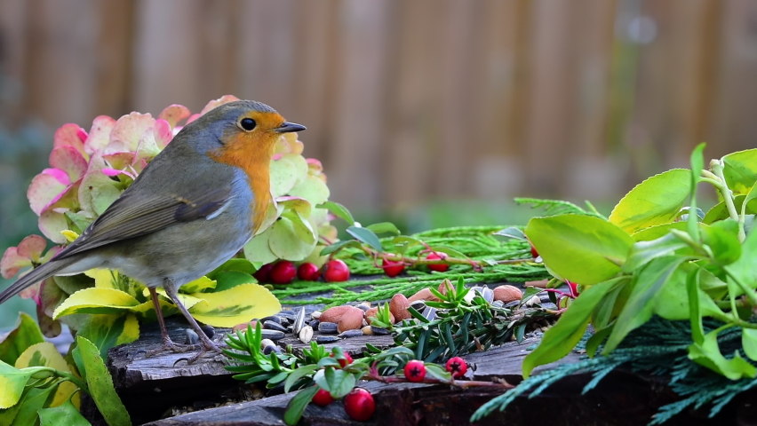 Robin close up eating bird seeds