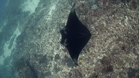 Vertical video of manta ray gracefully swimming underwater in the ocean while scuba diving on reef in Nusa Penida Bali Indonesia
