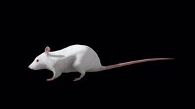 White Rat Eat Side View, Animation.Full HD 1920×1080. 13 Second Long.Transparent Alpha Video. LOOP.