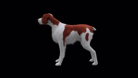 Brittany Dog Eat Side View, Animation.Full HD 1920×1080. 08 Second Long.Transparent Alpha Video. LOOP.