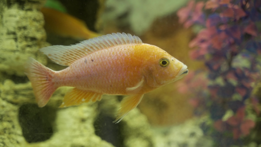 Aulonocara in the aquarium close-up. Aquarium fish. | Shutterstock HD Video #1097855687
