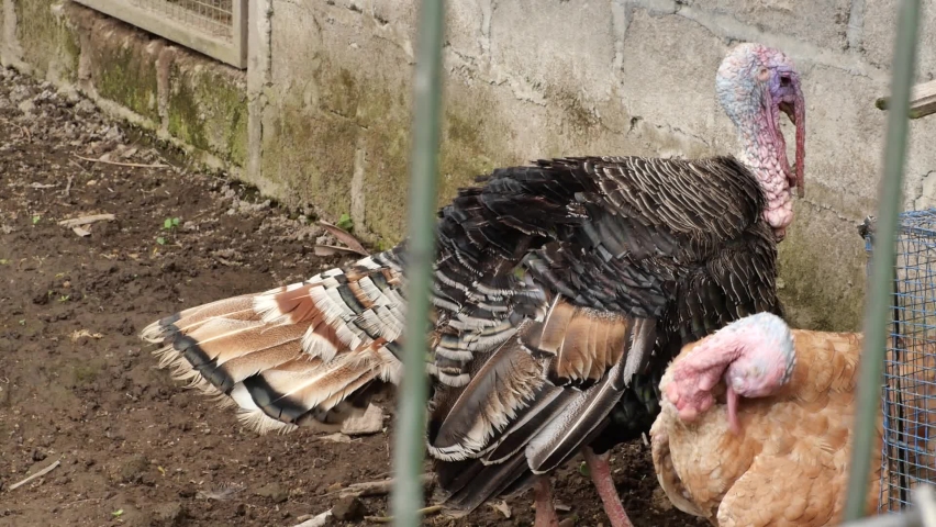 the turkey coop contains two turkeys