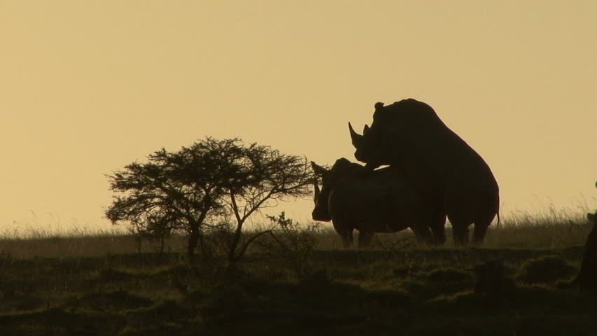 Rhinos Fucking