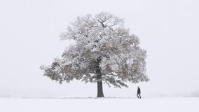 Man walks past a solitary oak tree in a snow covered field with a misty background. - Powered by Shutterstock - Get 15% off with code: PIKWIZARD15