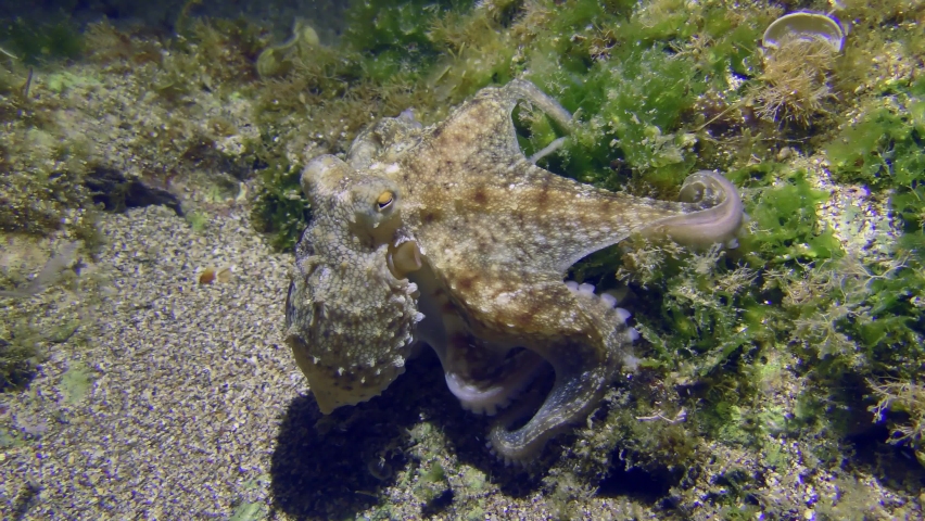 Underwater Scene: The camera follows the Common octopus (Octopus vulgaris), which moves along the rocky bottom, exploring the rocks with its tentacles in search of food. | Shutterstock HD Video #1097863149