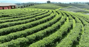 green tea plantation terrace camera moving from drone, footage 4k video