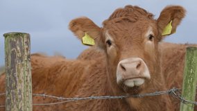 4K video close up of cow in field behind barbed wire fence
