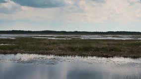 yellow cattail in the swamp, beautiful autumn landscape with birds. - Powered by Shutterstock - Get 15% off with code: PIKWIZARD15