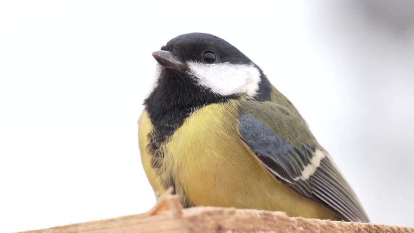 Great tit close up (Parus major). Blue Tit ,close-up. Looking for food. 
