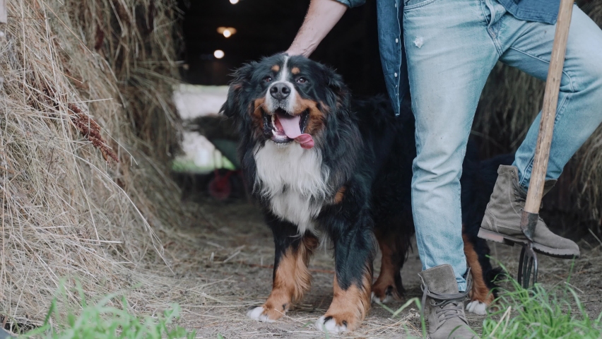 A shot of a man stroking a Bernese mountain dog standing in a pen with hay. Domestic farm. Agriculture and ecology. Slow motion. Bernese mountain dog. High quality 4k footage Royalty-Free Stock Footage #1097883673
