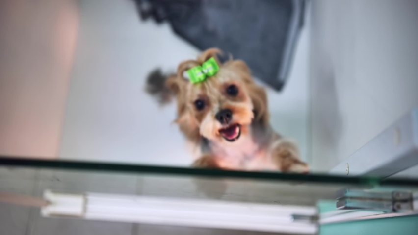 A Yorkshire terrier jumps the fence at the vet clinic.