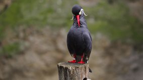Stationary Inca Tern bird on a tree trunk. Birds cleaning his feathers.