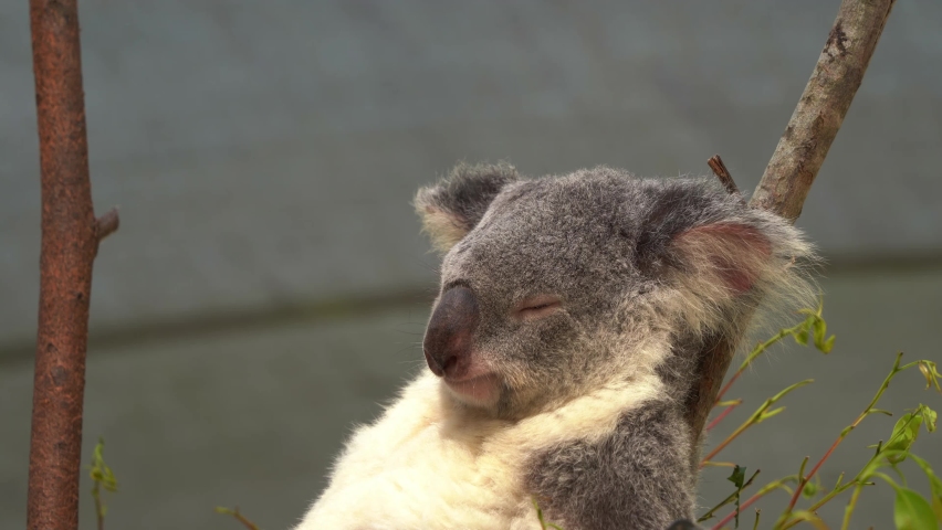 Chill koala bear, phascolarctos cinereus with a sedentary lifestyle, dozing off on a tree branch with tranquil wind blowing on its fluffy fur, wildlife conservation, endangered species in Australia. Royalty-Free Stock Footage #1097885391