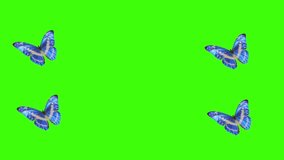 Butterfly animation for Valentine's Day.  holiday concept.  holiday of all lovers.  on a green background chromakey video 4 k
