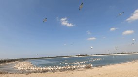Flocks large white-black birds flying in sky with clouds. Pelicans arrive in autumn on artificial pond in Israel. Lake made for protection of birds, recreation and food during flight.