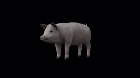 Pig Eat View From Front Side, Full HD 1920×1080.12 Second Long, Transparent Alpha videos.LOOP.