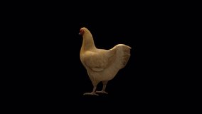 Chicken Idle View From Back Side, Animation.Full HD 1920×1080. 15 Second Long.Transparent Alpha Video. LOOP.