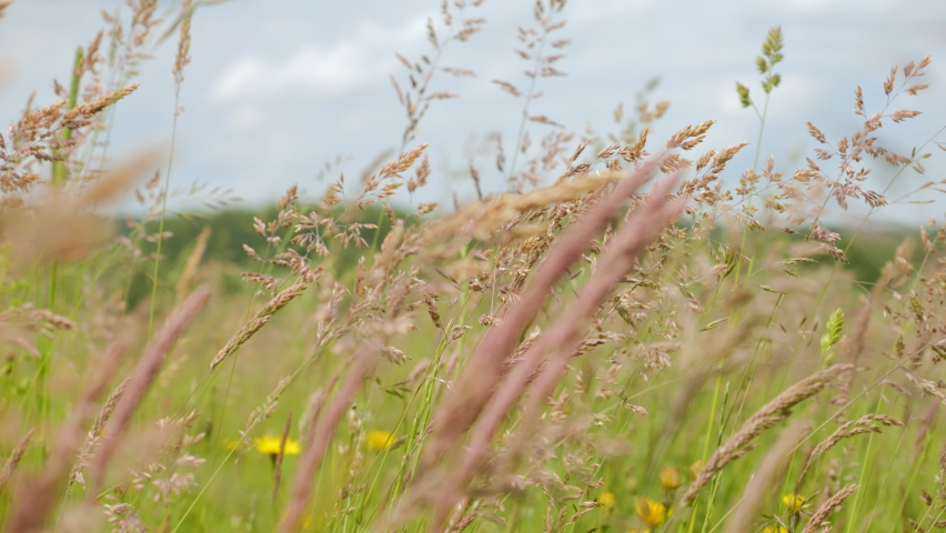 Wild Grass Swaying in Wind Nature Meadow Field Background. Wild Grass Sway From Wind On Nature Sky. Reed In Meadow Sways. Grass Blowing On Nature Autumn Field. Summer In Herb Meadow On Countryside. Royalty-Free Stock Footage #1097893925