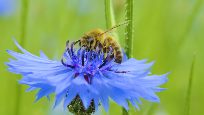 Slow Motion Flying Honey Bee Covered With Pollen Collecting Nectar From Blue Chicory Flower. Spring Chicory Flowers Close Up. Macro Shot Honey Bee Pollinating Spring Purple Flowers Blooming Blossoms. Royalty-Free Stock Footage #1097893957