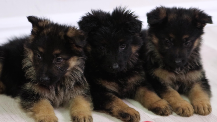 German Shepherd puppies lie on the floor and watch the toy, look around. Royalty-Free Stock Footage #1097894845