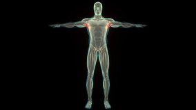 Human Muscular System Torso Muscles Latissimus Dorsi Muscle Anatomy Animation Concept. 3D