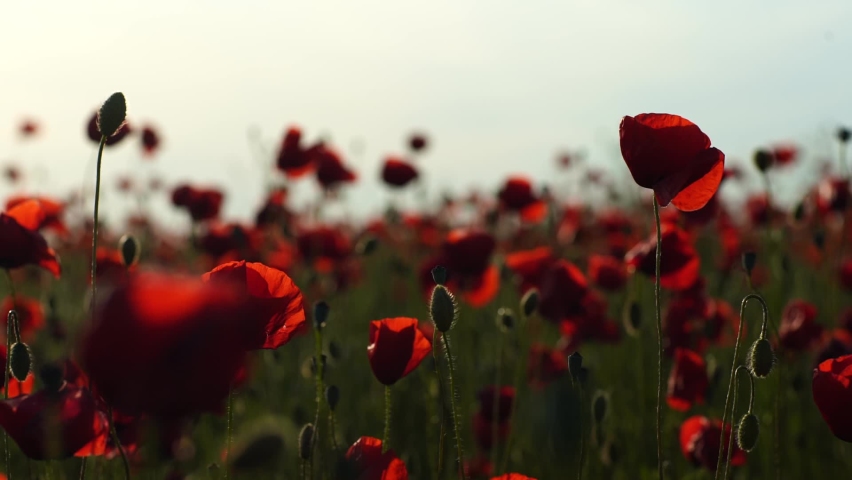 Red poppy flowers bloom, swaying in the wind in a meadow close-up in spring in slow motion at sunset in the sun glare. Nature concept Royalty-Free Stock Footage #1097898805