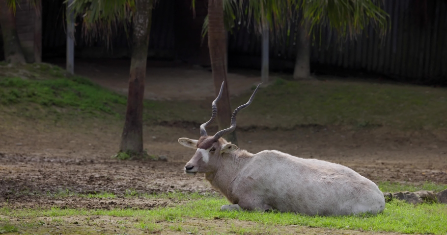 Addax in the zoo park