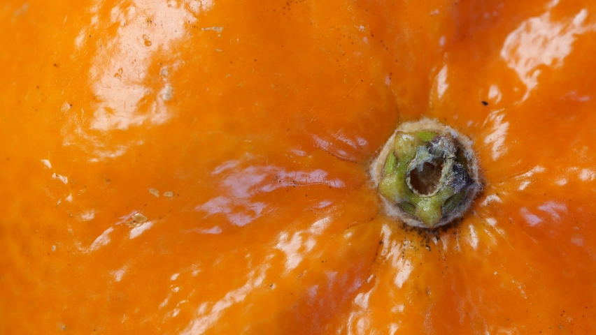 Clementine citrus fruit close up macro