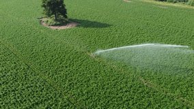 4K drone footage of sprinklers in field with vibrant crops. High quality video of farming.