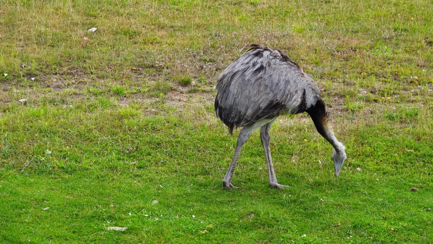 greater rhea (rhea americana), looks for food in the green meadow