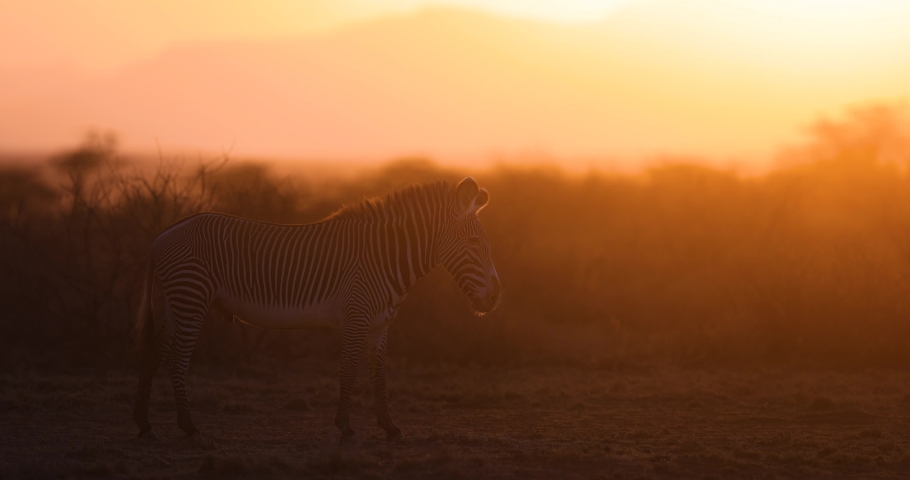 Grevy