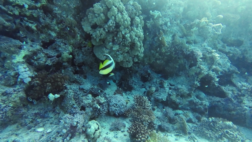 Pennant fish, Heniochus intermedius, with striking yellow and black stripes swimming gracefully over a coral reef in the Red Sea, Egypt, with ample copy space.