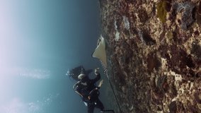 Vertical video of Spotted Eagle Ray gracefully swimming over coral reef while scuba diving underwater in Nusa Penida Bali Indonesia 