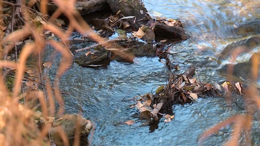 babbling brook in redwood forest