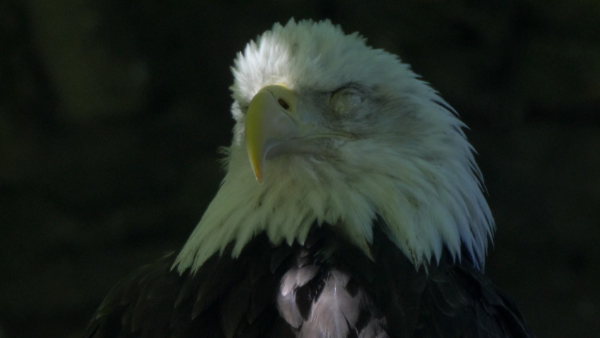 Bald Headed Eagle, close up shot with blurred background