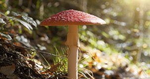Big fly agaric Amanita muscaria grows in forest in Carpathian mountains, Ukraine. Cinema 4K 60fps video